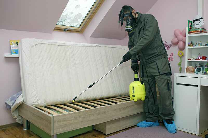 На фото показан процесс борьбы с клопами